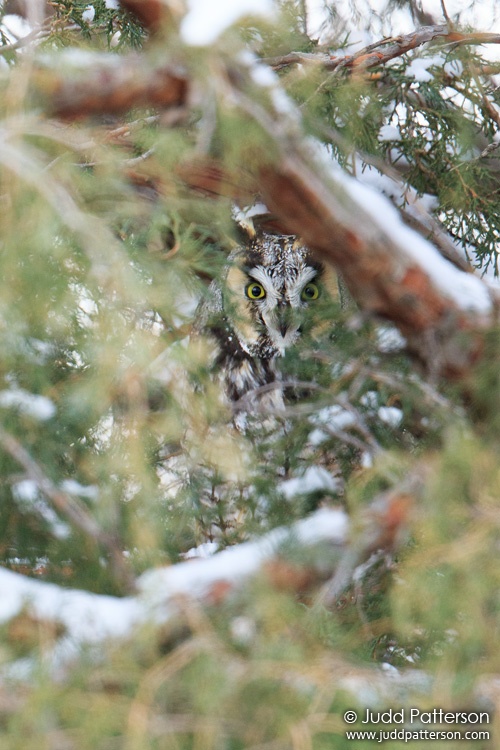 Long-eared Owl, Larimer County, Colorado, United States